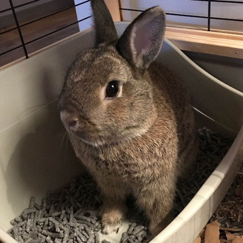 rabbit